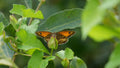 Butterfly - Digital Image