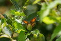 butterfly 2