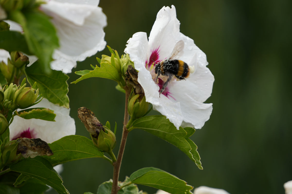 Bee