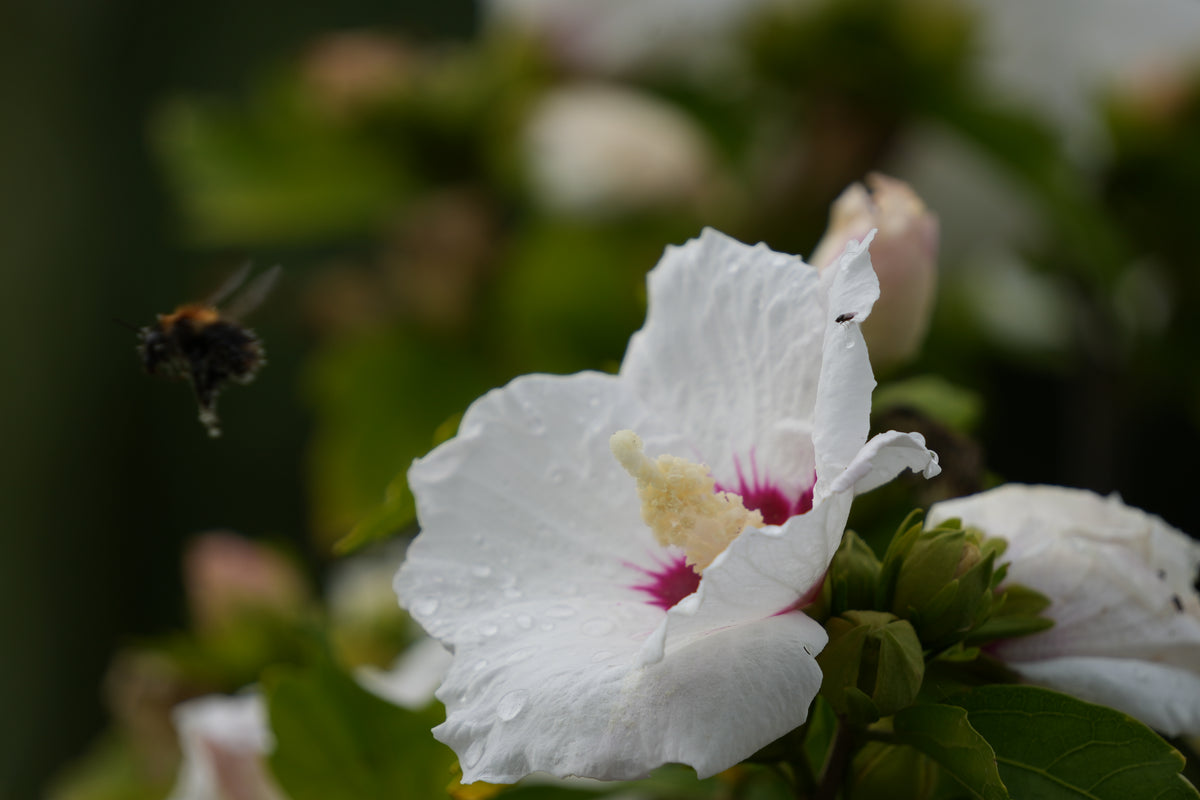 Bee 2